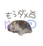 ハムスターまにあ（個別スタンプ：6）