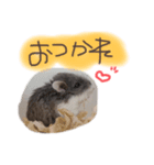 ハムスターまにあ（個別スタンプ：7）