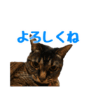 ピッピさん.（個別スタンプ：14）