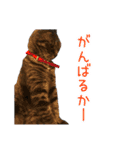 ピッピさん.（個別スタンプ：15）
