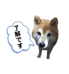 柴犬スタンプこまち（個別スタンプ：4）