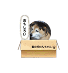 柴犬スタンプこまち（個別スタンプ：35）