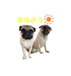 パグ！（個別スタンプ：1）