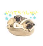 パグ！（個別スタンプ：2）