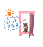 パグ！（個別スタンプ：3）