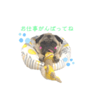 パグ！（個別スタンプ：6）