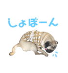パグ！（個別スタンプ：9）