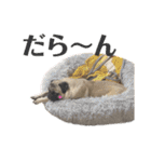 パグ！（個別スタンプ：10）
