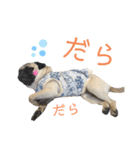 パグ！（個別スタンプ：11）