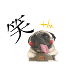 パグ！（個別スタンプ：12）