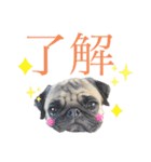 パグ！（個別スタンプ：14）