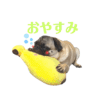 パグ！（個別スタンプ：21）