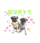 パグ！（個別スタンプ：23）