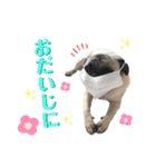 パグ！（個別スタンプ：25）