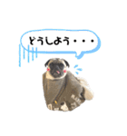 パグ！（個別スタンプ：27）