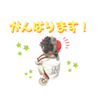 パグ！（個別スタンプ：30）