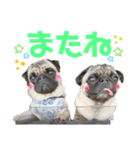 パグ！（個別スタンプ：32）