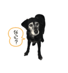 やましたけたち（個別スタンプ：5）