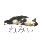 くっく(猫)（個別スタンプ：1）