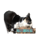 くっく(猫)（個別スタンプ：2）
