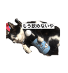 くっく(猫)（個別スタンプ：3）
