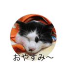 くっく(猫)（個別スタンプ：5）