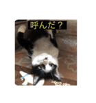 くっく(猫)（個別スタンプ：6）
