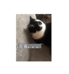 くっく(猫)（個別スタンプ：8）