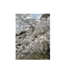桜舞い散るいろいろ（個別スタンプ：1）