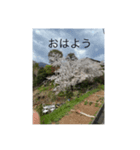 桜舞い散るいろいろ（個別スタンプ：2）