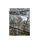 桜舞い散るいろいろ（個別スタンプ：3）