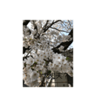 桜舞い散るいろいろ（個別スタンプ：5）