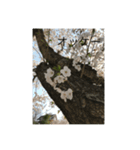 桜舞い散るいろいろ（個別スタンプ：6）