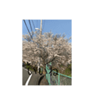 桜舞い散るいろいろ（個別スタンプ：7）