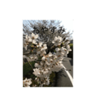 桜舞い散るいろいろ（個別スタンプ：8）