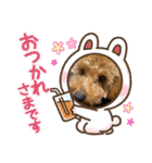 しゅうなつプードル（個別スタンプ：6）