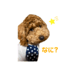 しゅうなつプードル（個別スタンプ：11）