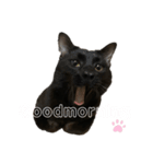 くろねこまもりん（個別スタンプ：1）