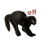 くろねこまもりん（個別スタンプ：7）
