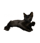 くろねこまもりん（個別スタンプ：8）