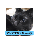 みっちぇる気まぐれ猫スタンプ（個別スタンプ：5）
