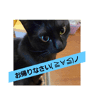 みっちぇる気まぐれ猫スタンプ（個別スタンプ：6）