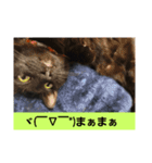 みっちぇる気まぐれ猫スタンプ（個別スタンプ：8）