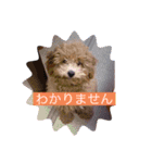 ぬいちゃんpart2（個別スタンプ：9）