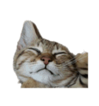Guaimei（ぶち猫）表現グループ（個別スタンプ：13）