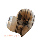 相棒ポン太(ポメラニアン)の日常2nd✩.*˚（個別スタンプ：5）