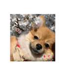 相棒ポン太(ポメラニアン)の日常2nd✩.*˚（個別スタンプ：8）