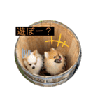 相棒ポン太(ポメラニアン)の日常2nd✩.*˚（個別スタンプ：9）