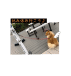 相棒ポン太(ポメラニアン)の日常2nd✩.*˚（個別スタンプ：10）