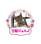 まろんちゃんとくるみちゃんと琥珀ちゃん（個別スタンプ：3）